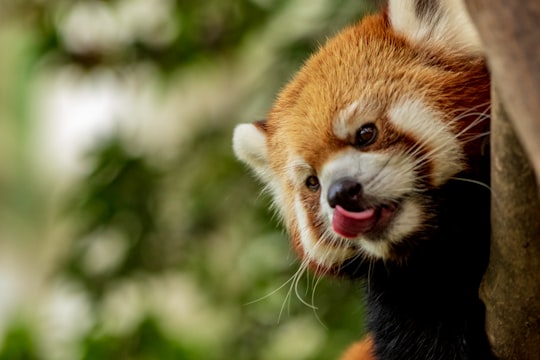 red panda climbing on tree in Everland South Korea