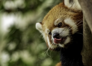 red panda climbing on tree