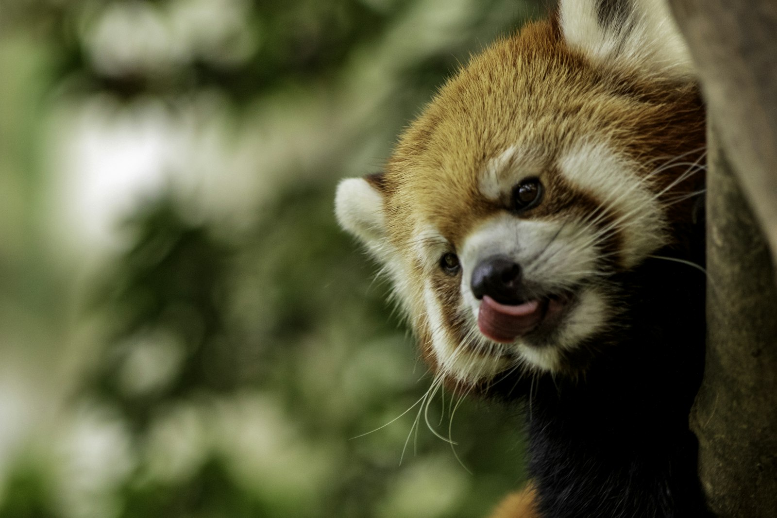 Canon EOS 7D Mark II + Canon EF 70-200mm F2.8L IS II USM sample photo. Red panda climbing on photography