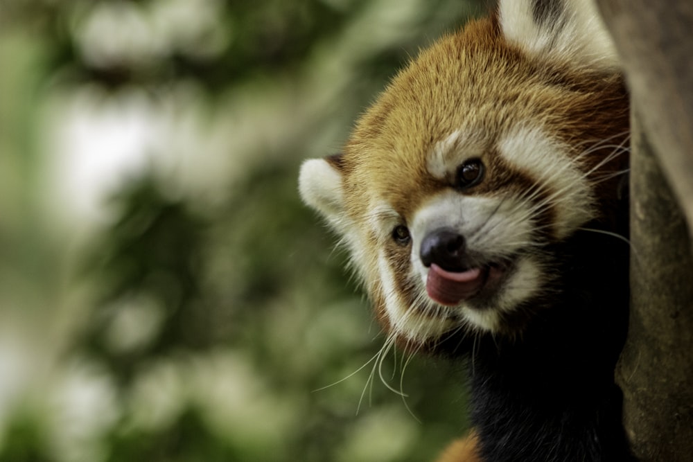 red panda climbing on tree