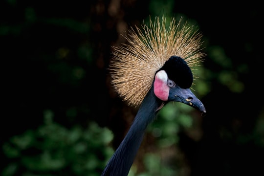 blue and black bird in Everland South Korea