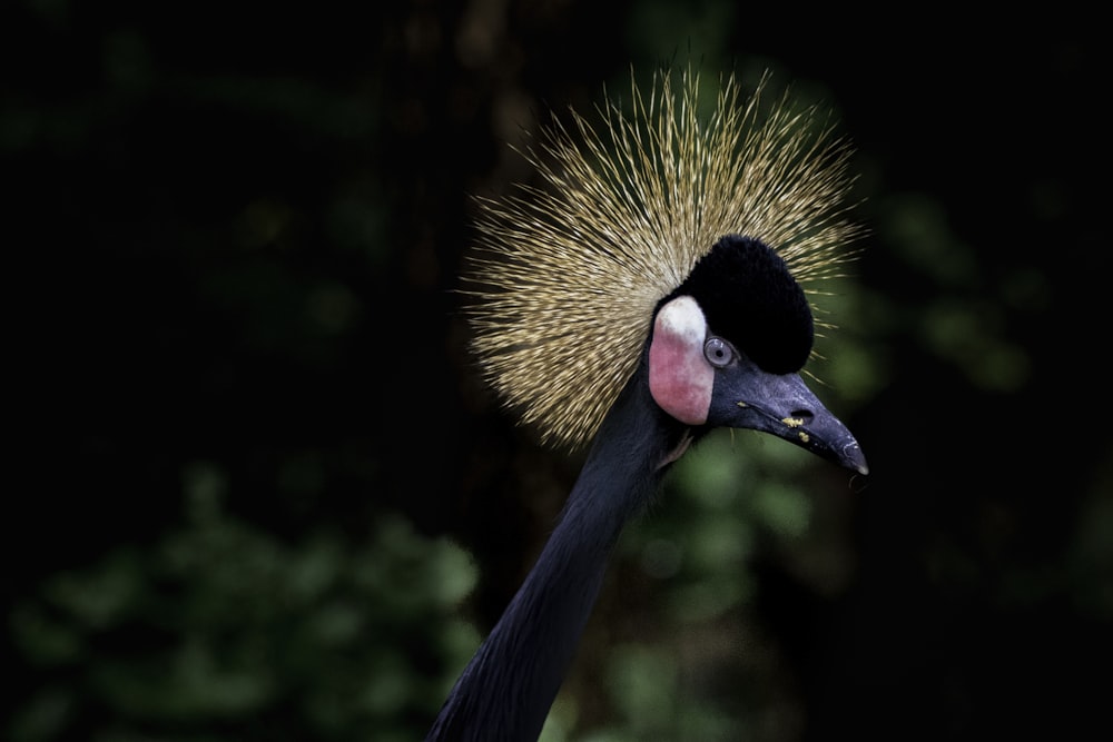 blue and black bird