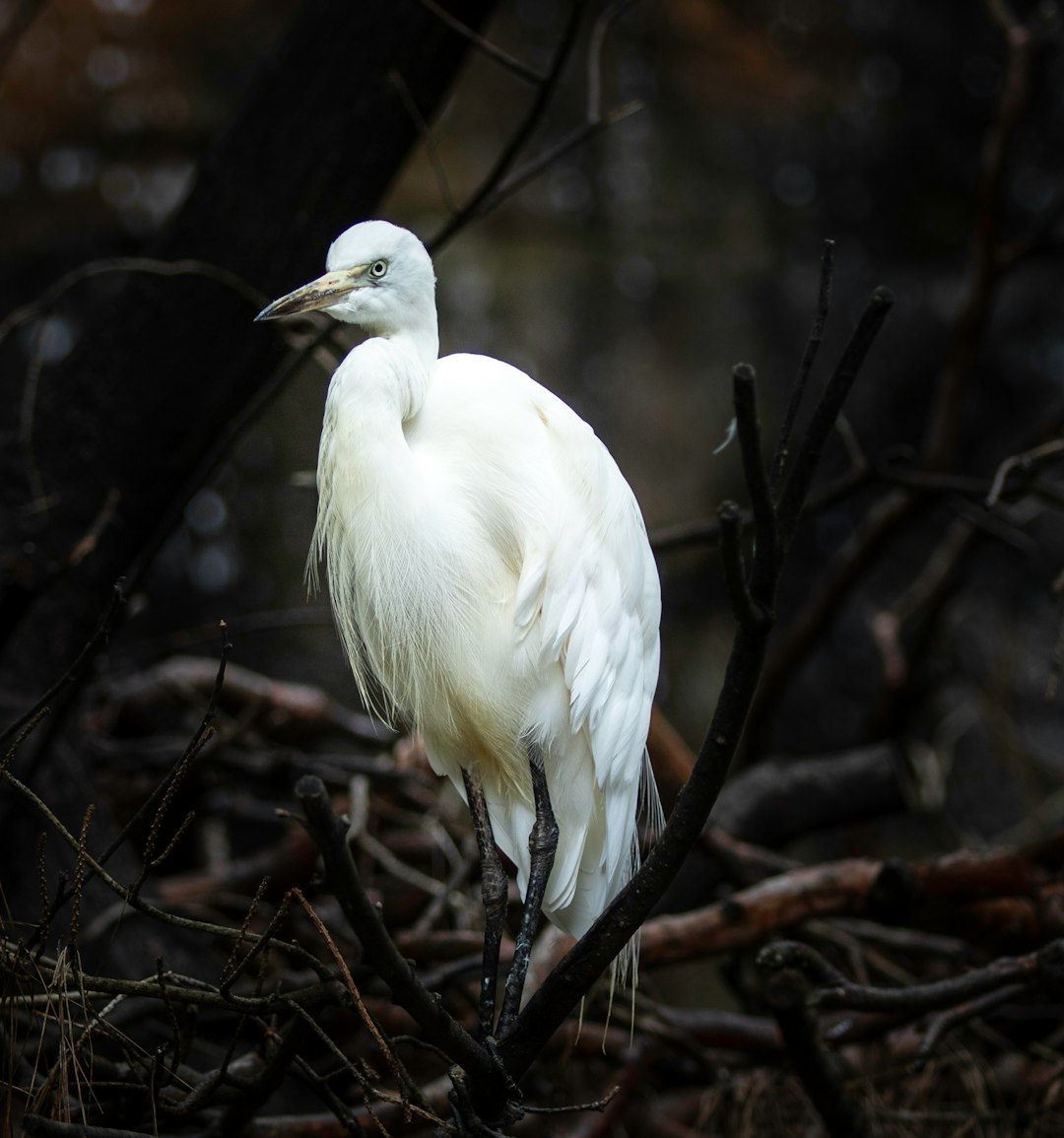 white bird standing