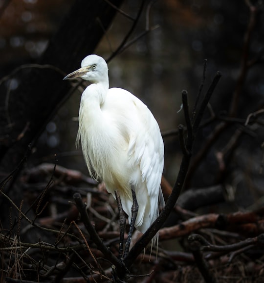 white bird standing in Everland South Korea