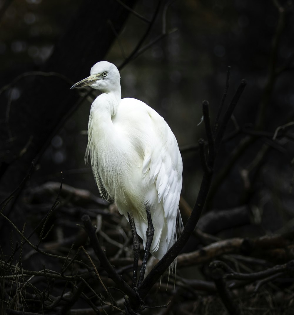white bird standing