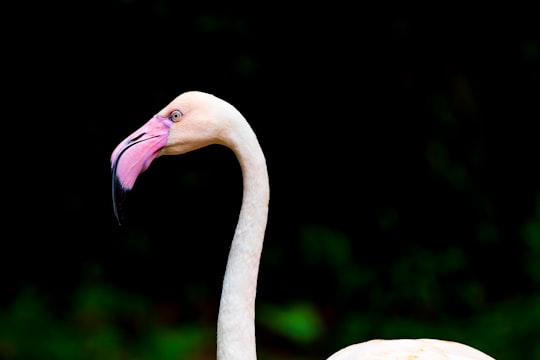 pink flamingo in Everland South Korea