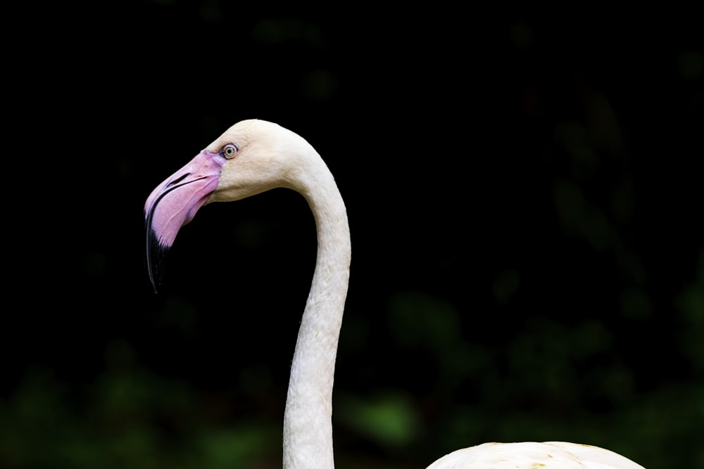 pink flamingo