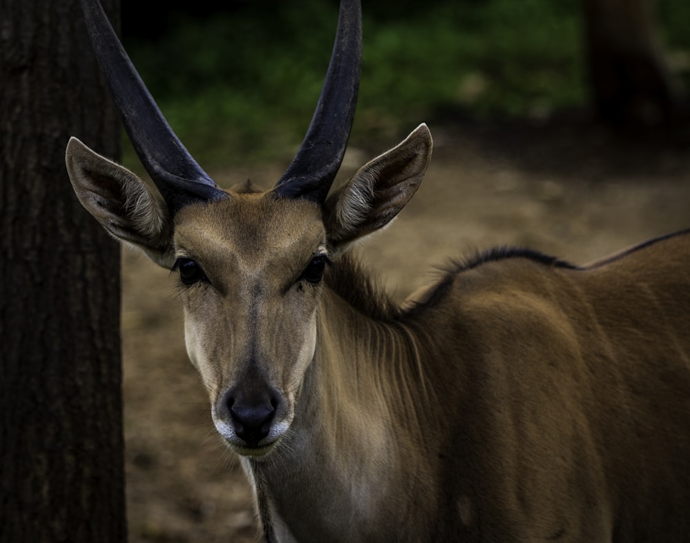 antilope brune