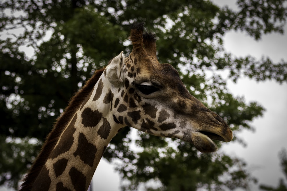 Giraffe standing beside tree