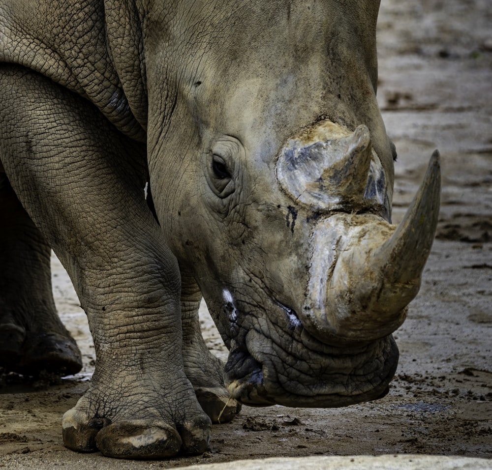 Rinoceronte gris en fotografía de primer plano