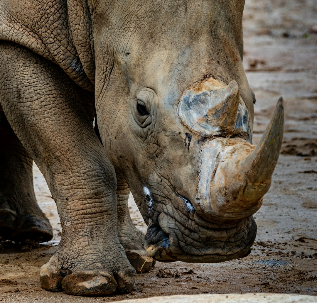 grey rhinoceros in close-up photography