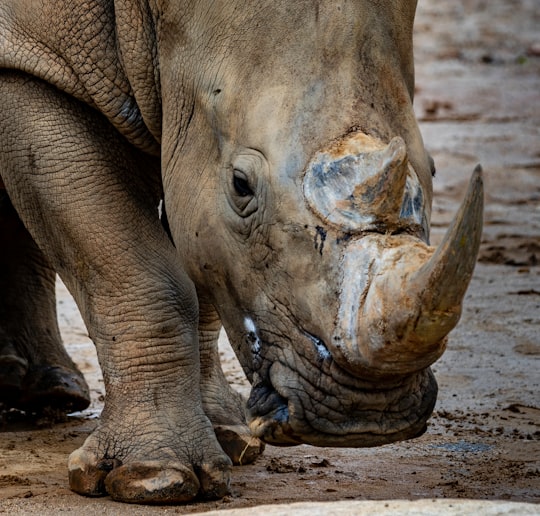 grey rhinoceros in close-up photography in Everland South Korea