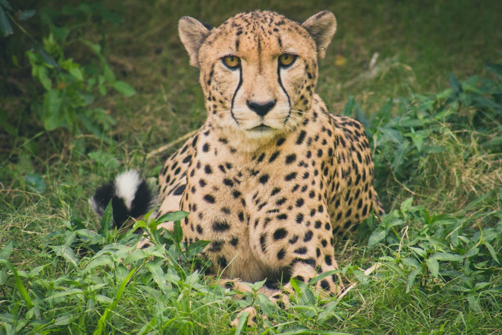 Guépard couché sur un sol d’herbe verte pendant la journée