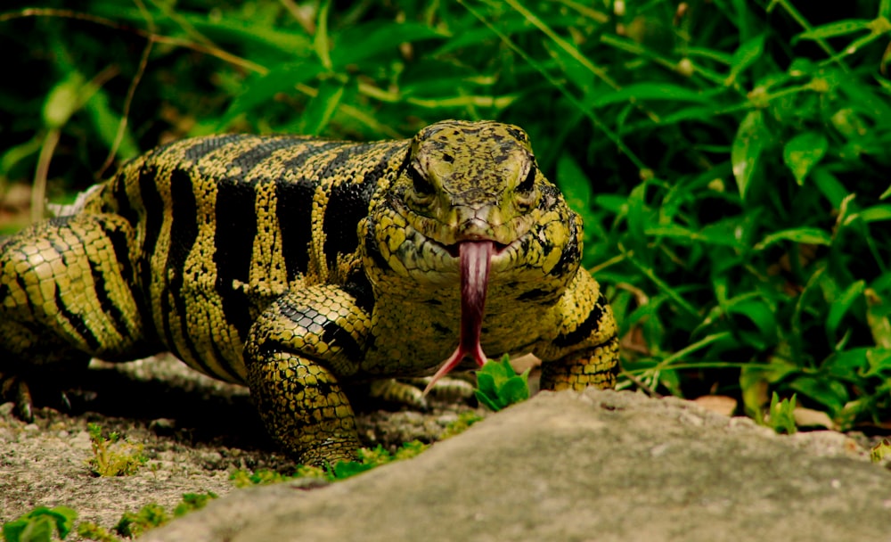 yellow and black lizard