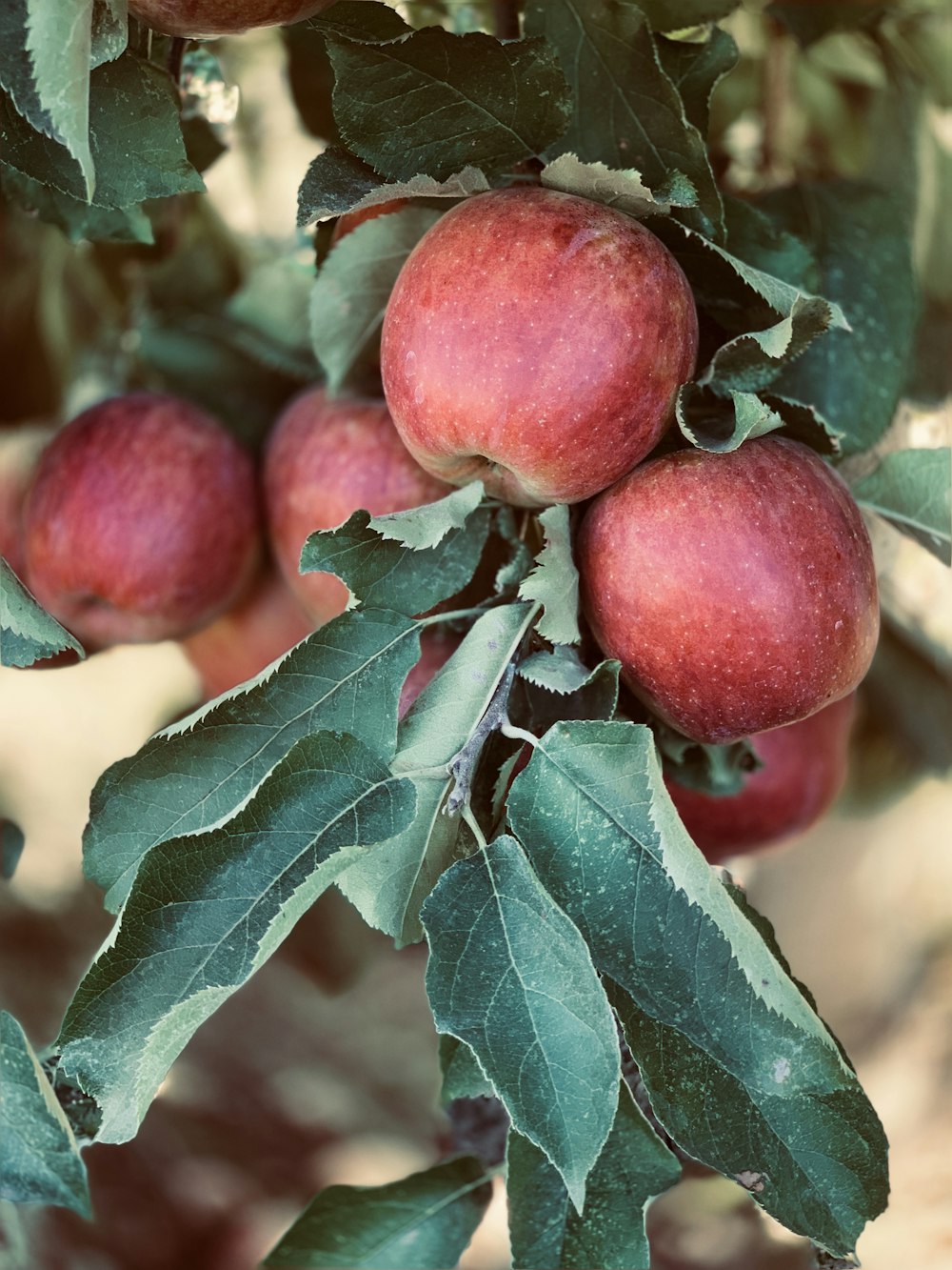 red apple fruits