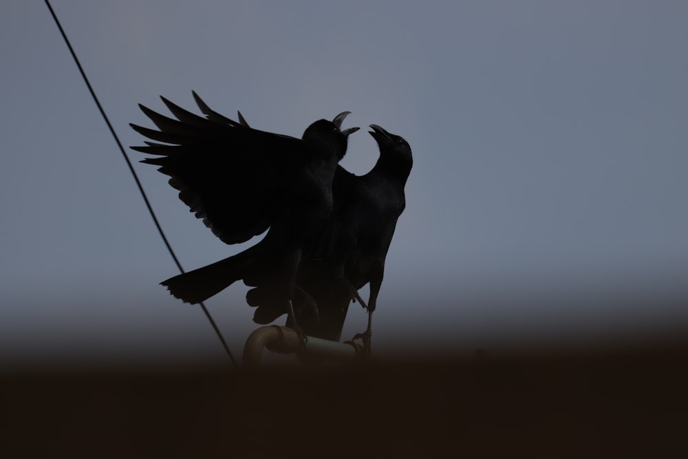 two black raven on rod