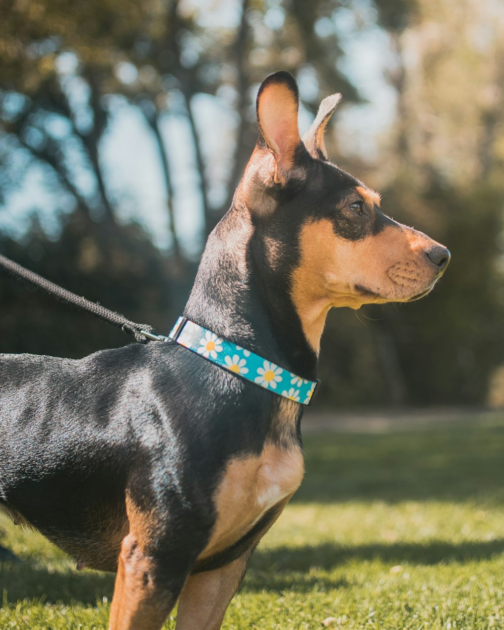 tan dog wearing blue pet leash