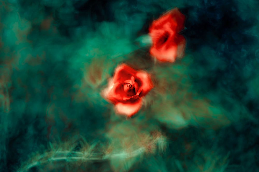 red rose against green background wallpaper