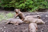 A group of pigs is resting on the soil in a natural outdoor setting with surrounding green foliage. One pig is playfully sitting up, possibly interacting with the others. The pigs appear relaxed and comfortable in their environment.