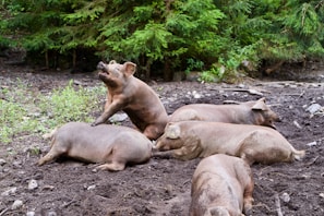 A group of pigs is resting on the soil in a natural outdoor setting with surrounding green foliage. One pig is playfully sitting up, possibly interacting with the others. The pigs appear relaxed and comfortable in their environment.