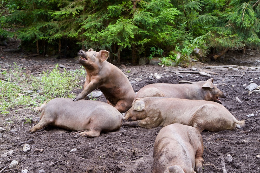 five brown pigs lying on sand