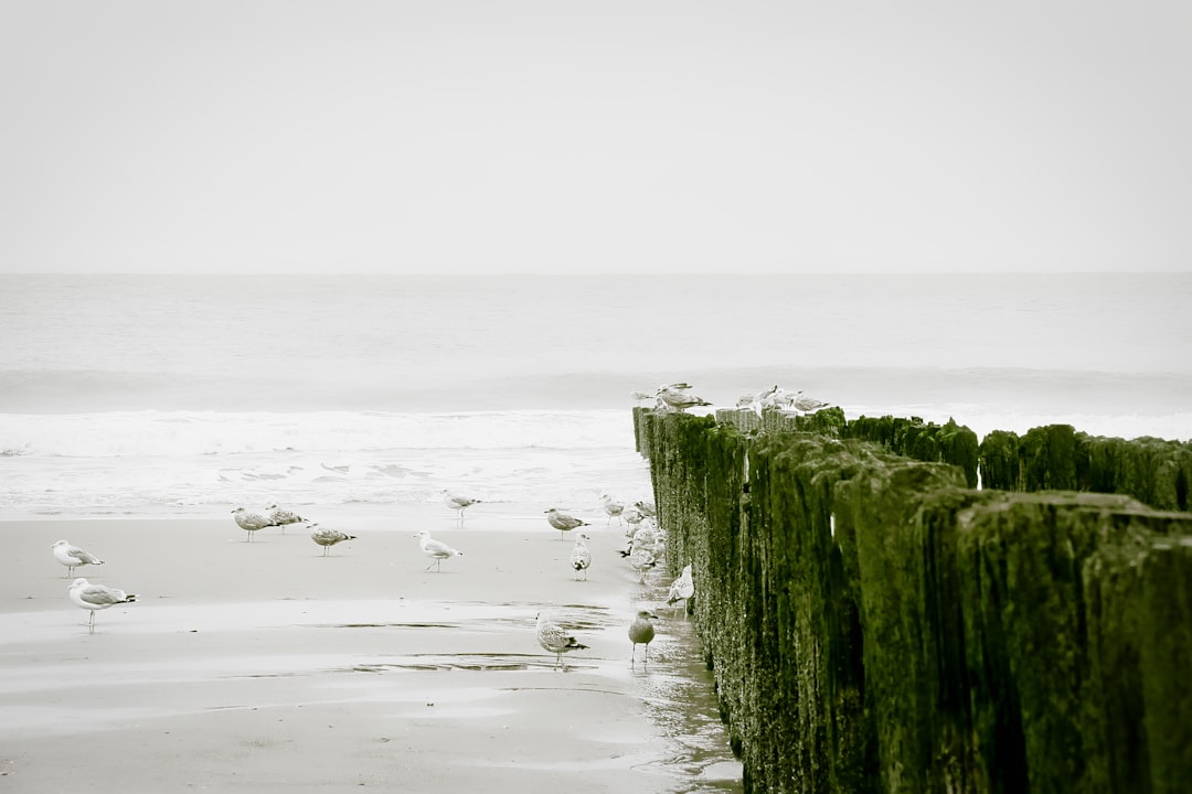 travelers stories about Beach in Knokke, Belgium