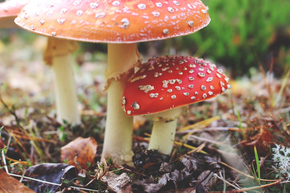 orange and red mushrooms