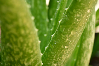 Close-up of fresh aloe vera leaves with droplets of water, highlighting their natural texture.