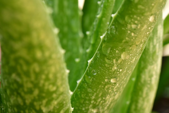 Close-up of fresh aloe vera leaves with droplets of water.