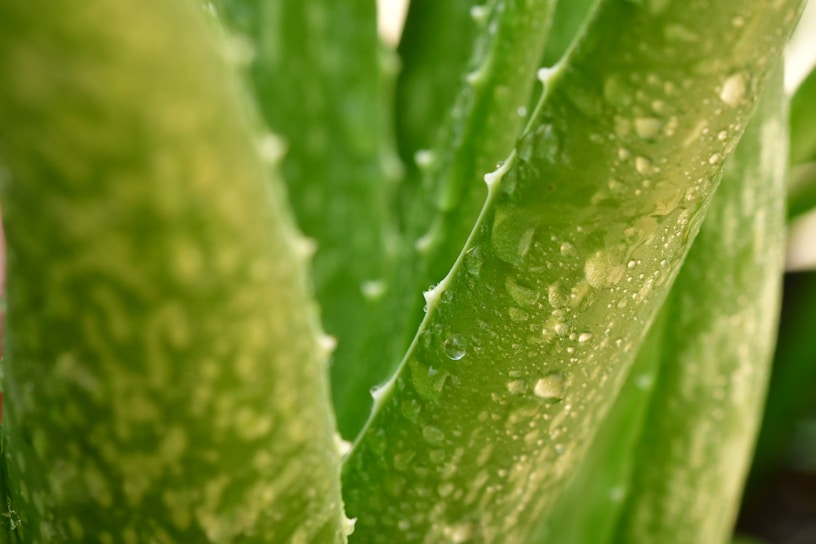 Close-up of fresh aloe vera leaves glistening with natural gel drops in sunlight