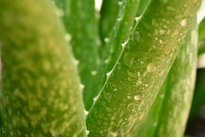 Aloe Vera Puro