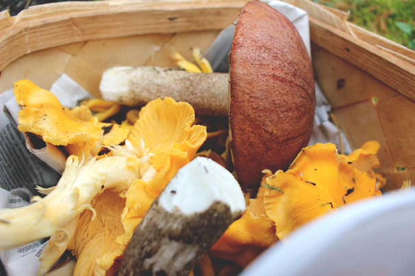 Close-up of vibrant lion's mane and shiitake mushrooms in a basket