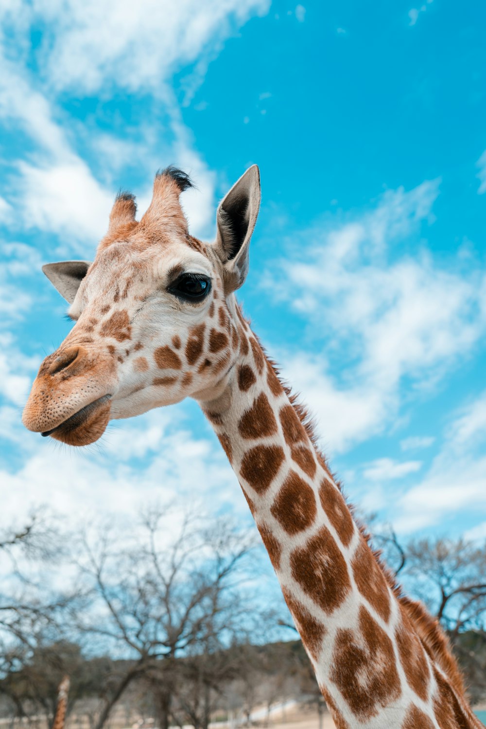 Portrait de girafe