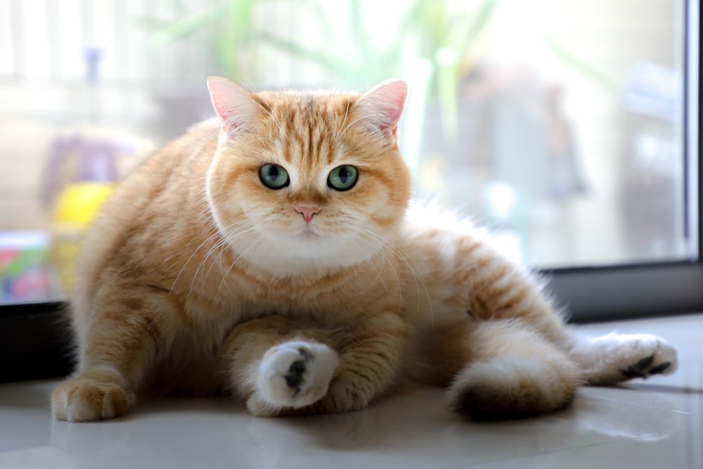 orange tabby cat lying near window