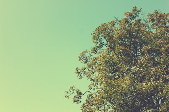 A large tree with dense foliage is set against a clear sky. The leaves are vibrant and green, suggesting a healthy and thriving tree. The sky has a soft gradient transitioning from a light green to a darker shade.