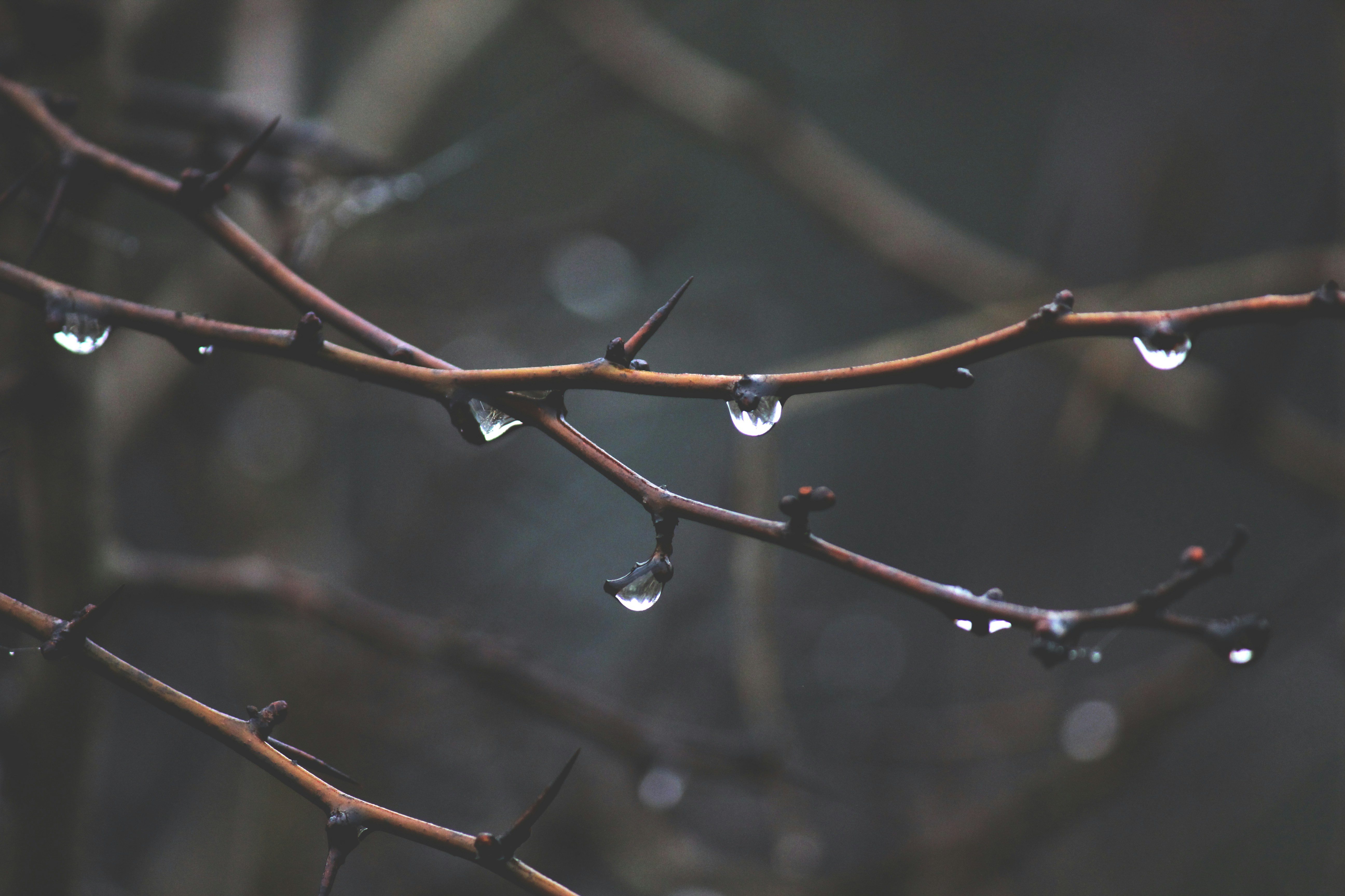 rain drops on brown branch