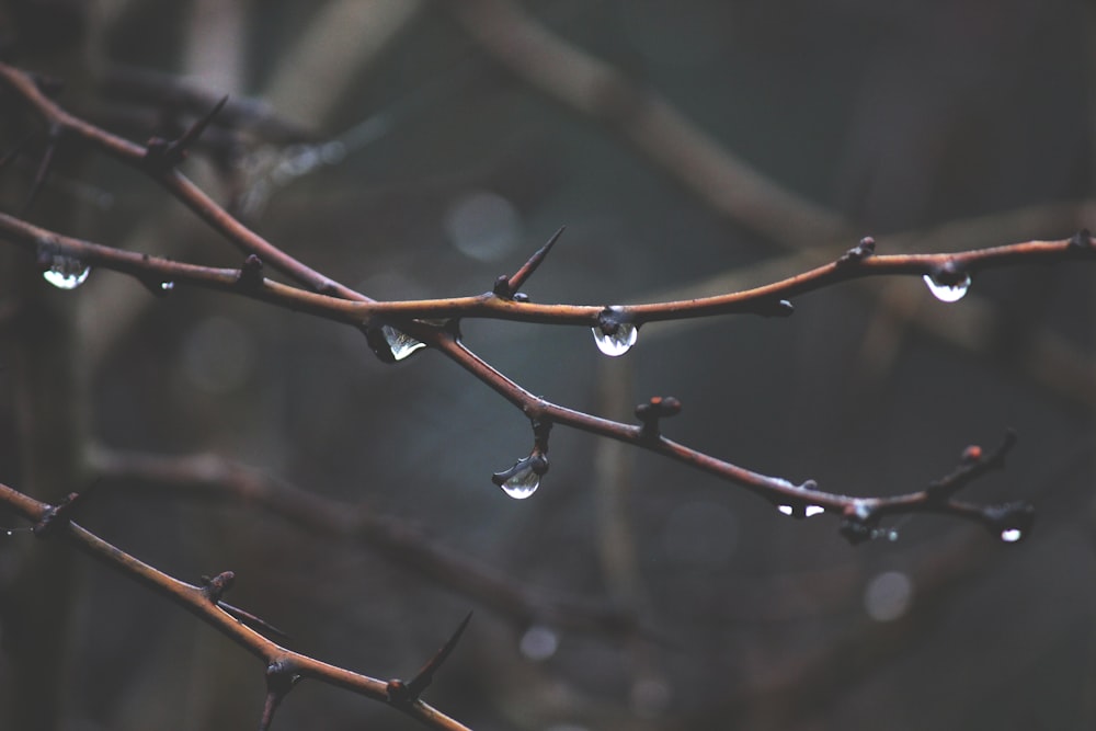 rain drops on brown branch