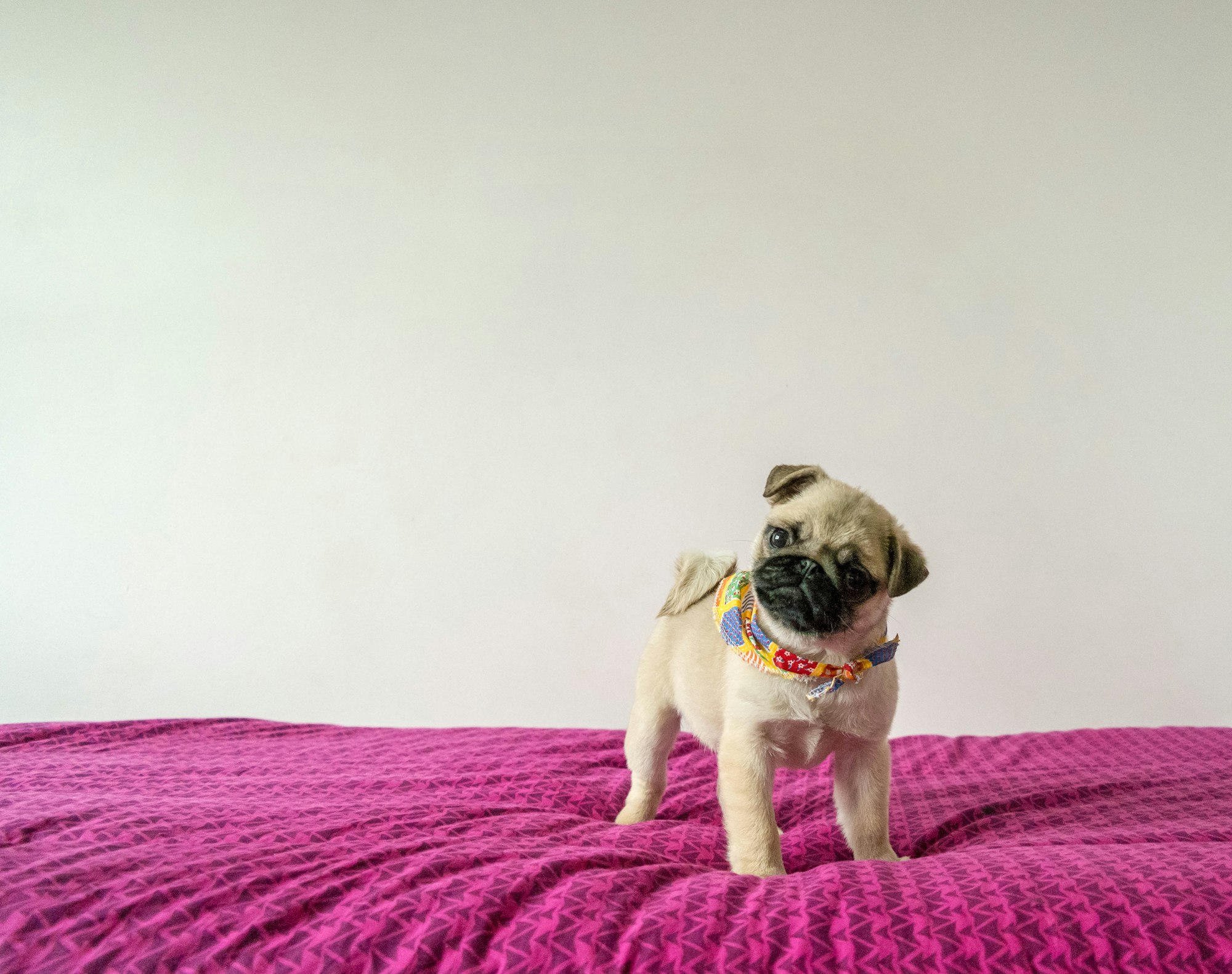 baby pug on the bed