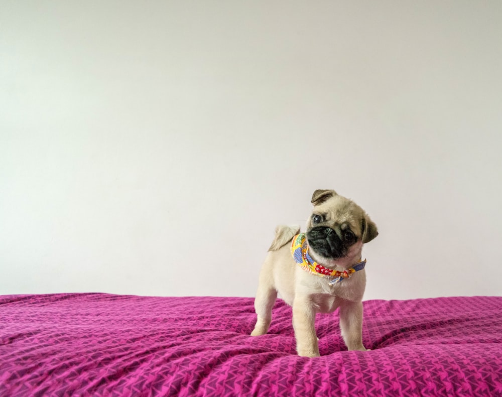 fawn pug standing on textile