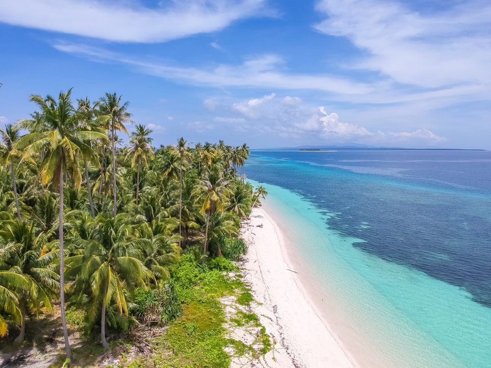 palm trees near sea during daytime