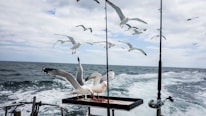 A flock of seagulls flies above and around a boat at sea. Some of the birds are gathered around a tray, likely containing food, on the boat. The ocean waves are visible, creating a trail behind the boat, with a cloudy sky overhead. Fishing rods are also seen attached to the boat.