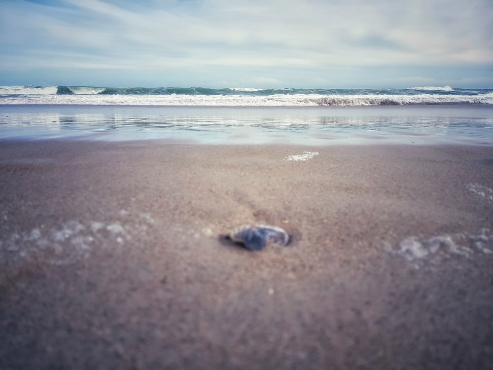 海の近くの茶色の砂浜