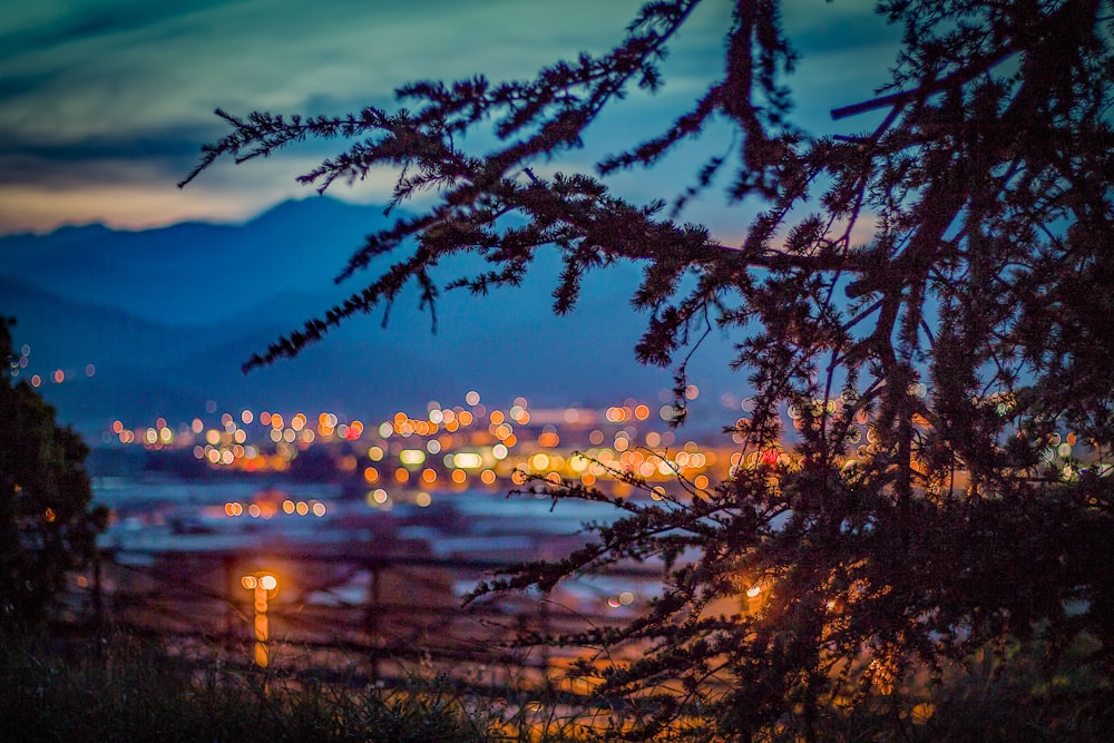 selective focus photography of tree and city lights