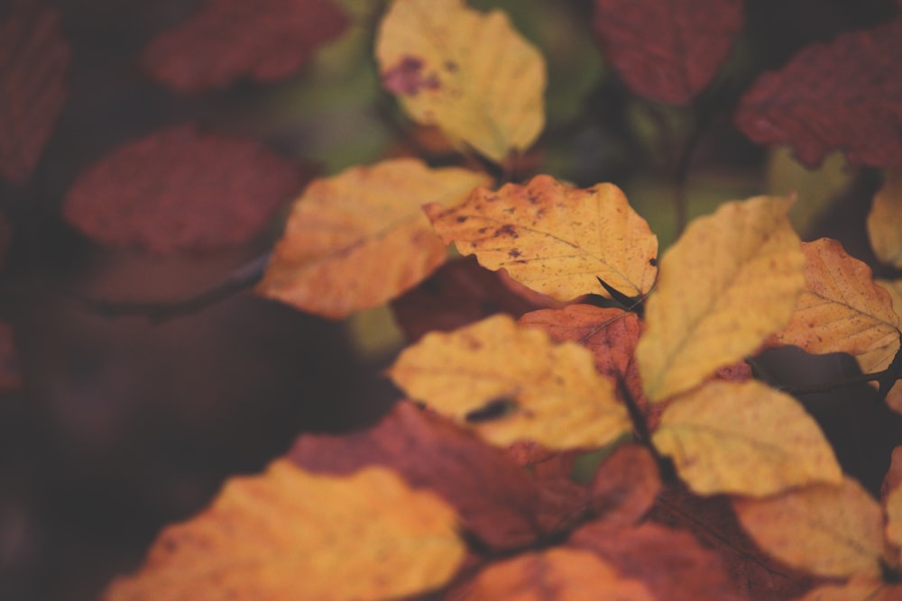 brown leaves