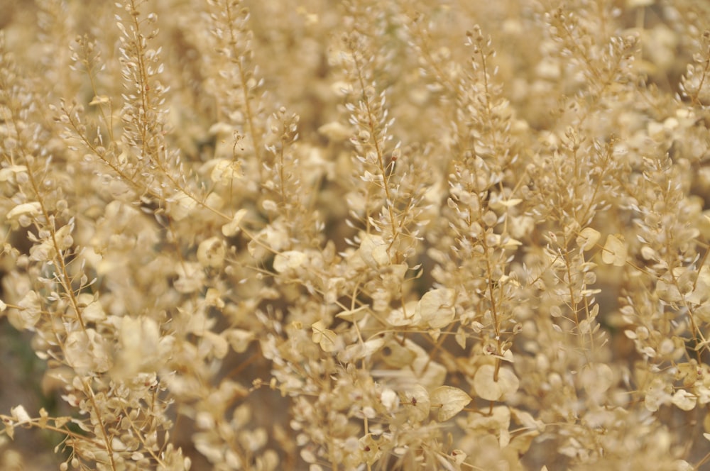 brown plant during daytime