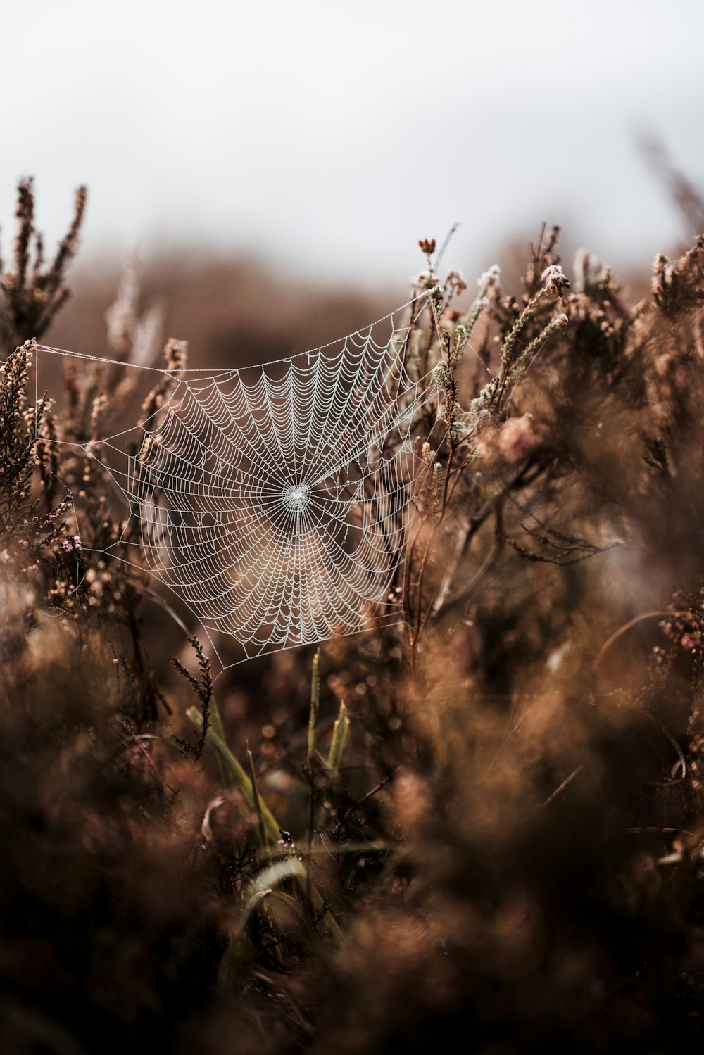 Spinnennetz auf flachem Foto