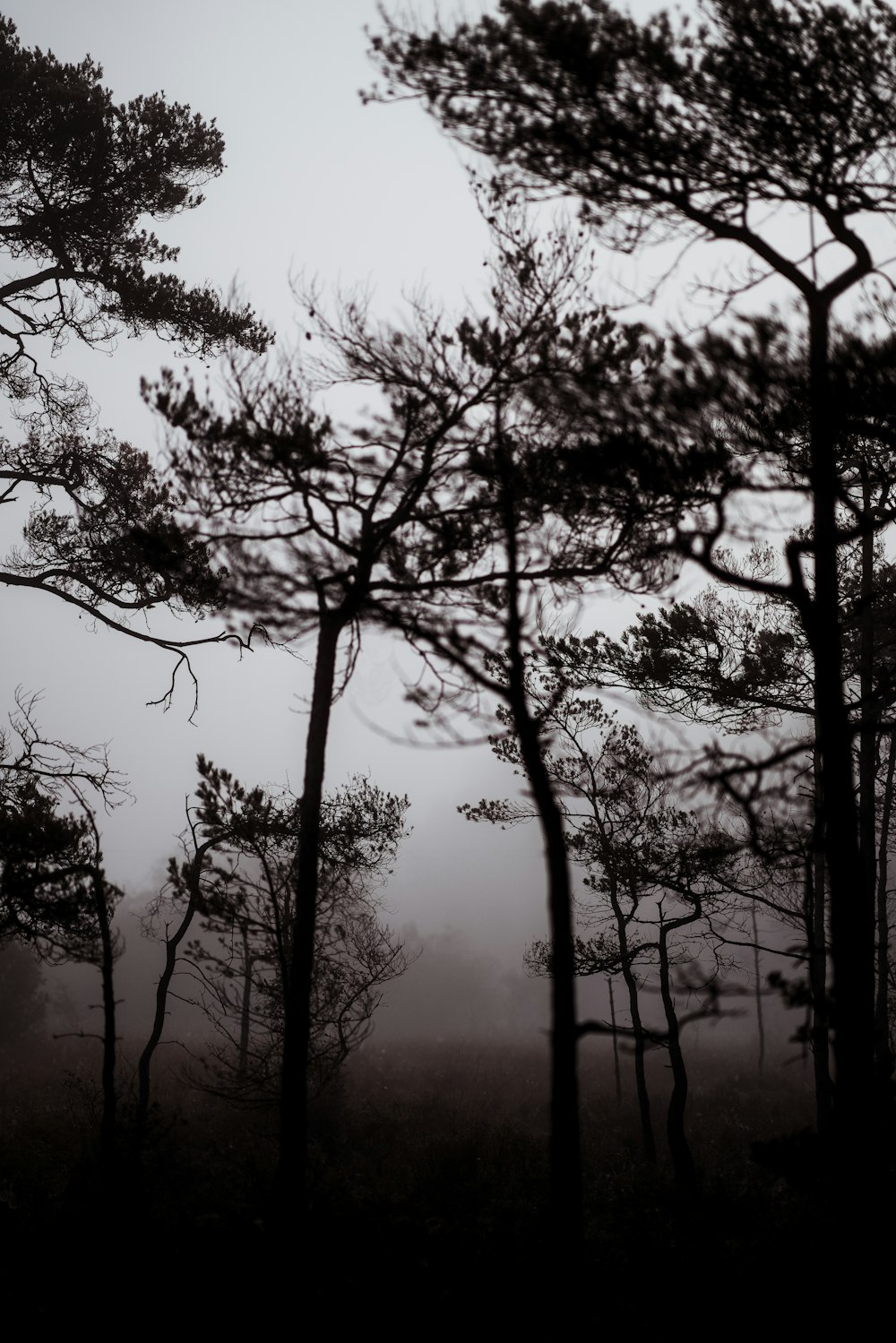 green leafed trees during mist