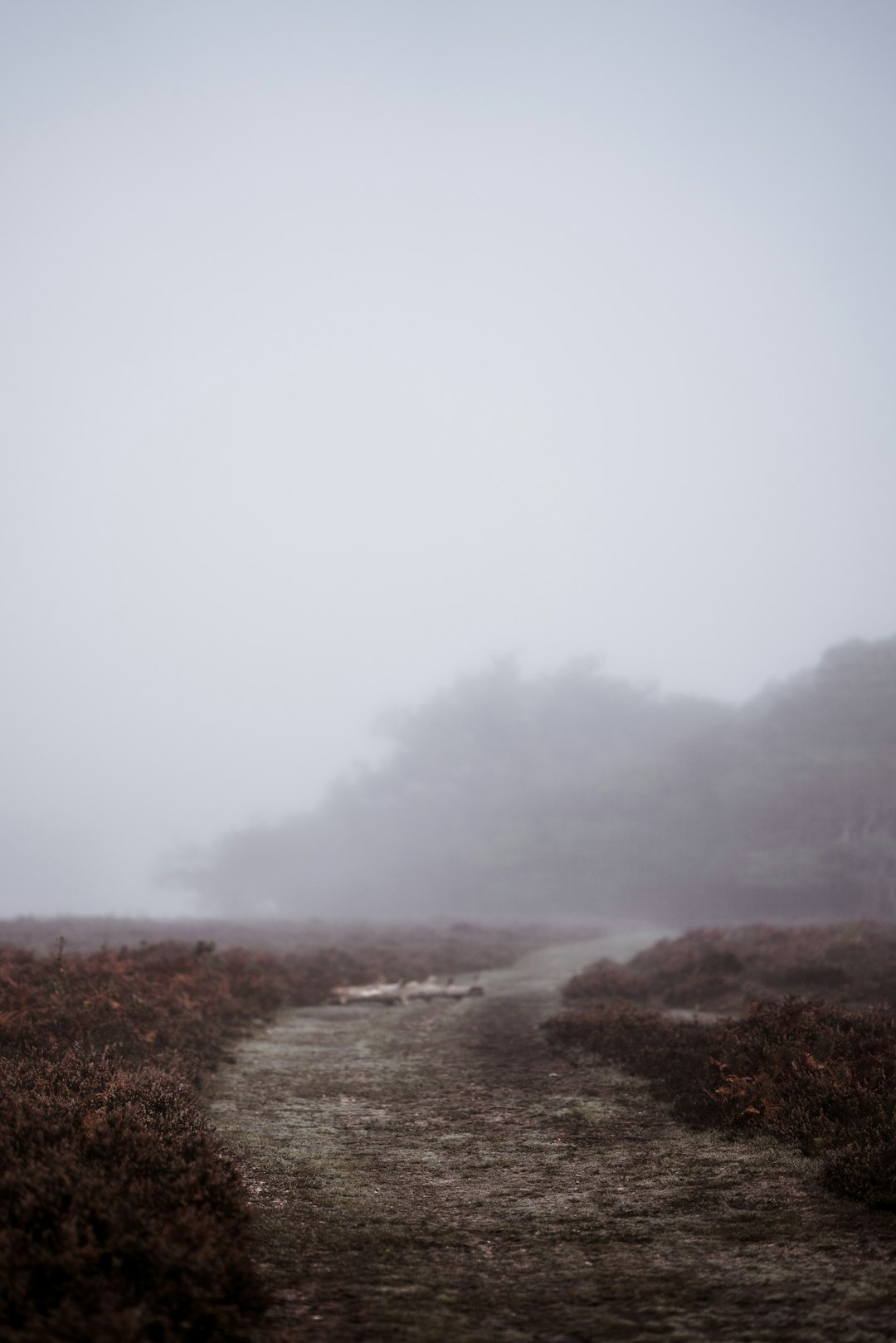 Highland photo spot New Forest National Park Guildford