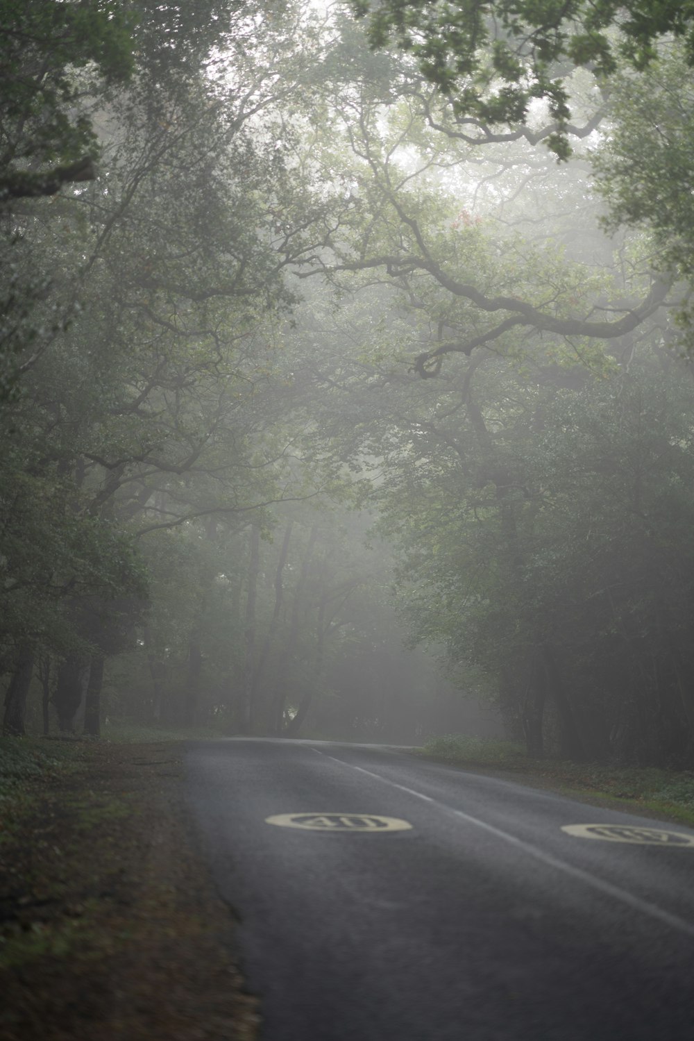 foggy highway lined with trees