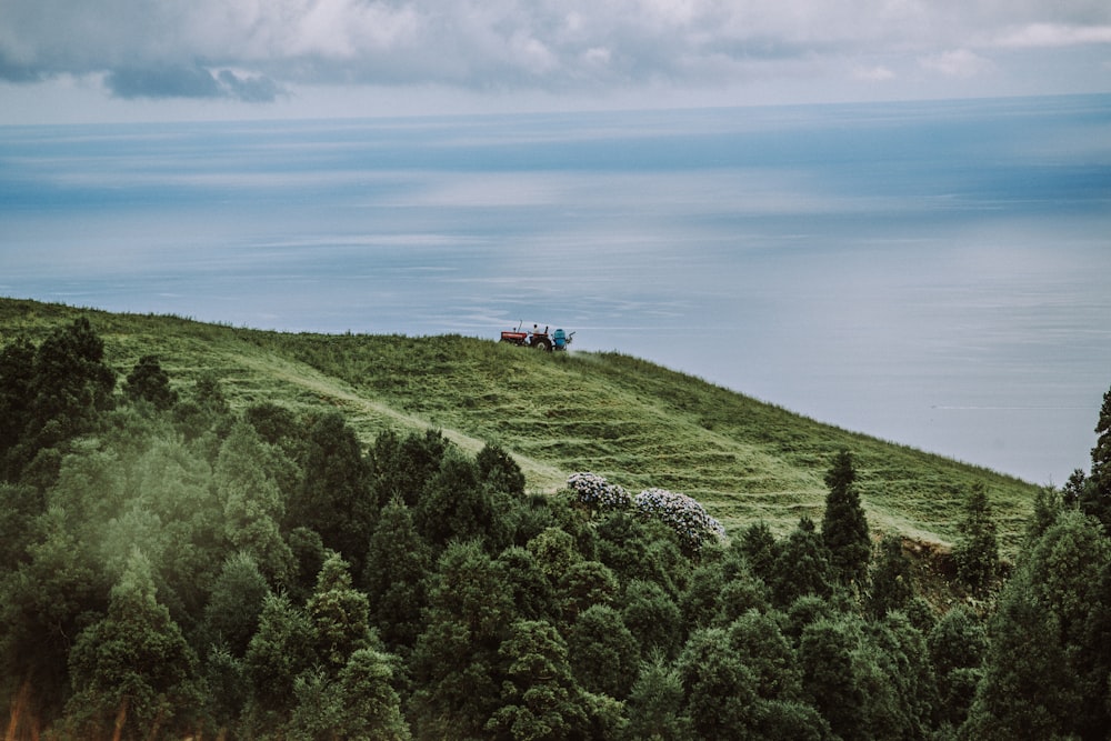 green forest field at daytime